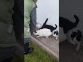 #cat #funny #camera #food 🤭😂❤️