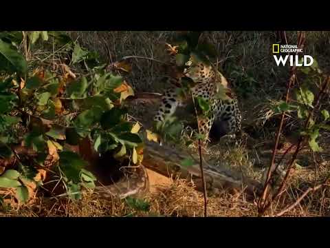 Big python vs tiger