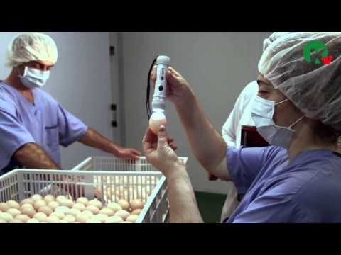 sabudara (საბუდარა)