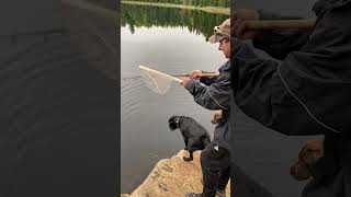 Beautiful fall season Brook Trout, Algonquin Park