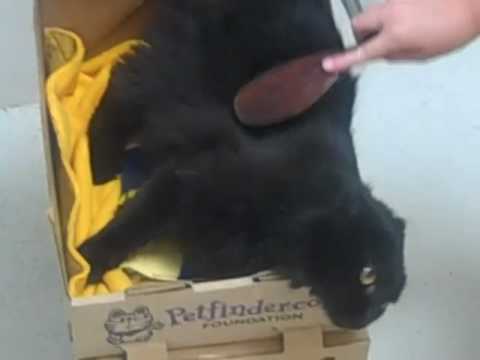 Our longest term cat, Sable, gets brushed by a cam...