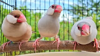 Java sparrow sing sweet song in the morning. The sky is blue and very beautifully. Java finch sound  Net Worth