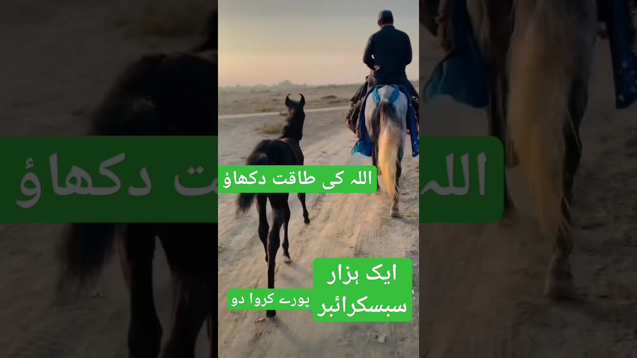My first horse Riding urdu translationquranandislam birds ayat