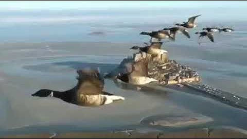 تُوبُوا إِلَى اللَّهِ  تلاوة القارئ محمد الجعيدي