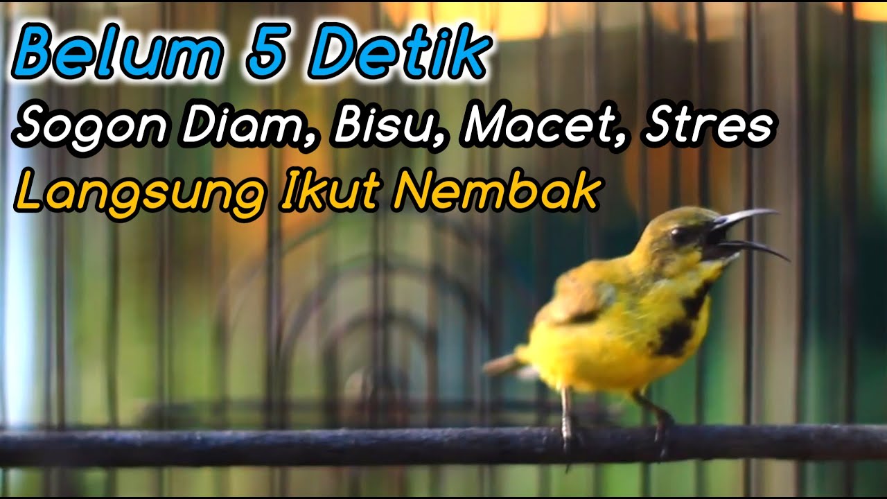 SOGON NGRIWIK NEMBAK PALING COCOK BIKIN SOGON APAPUN LANGSUNG IKUTAN GACOR‼️PANCINGAN PENGGACOR JITU