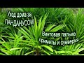 Панданус (винтовая пальма) уход в домашних условиях. Приметы и суеверия об винтовом дереве.