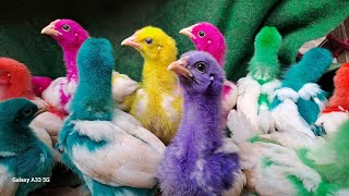 Catch Cute Chickens, Colorful Chickens, Rainbow Chicken, Rabbits, Cute Cats, Ducks, Animals Cute #44