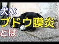 【愛犬のための知識】犬のブドウ膜炎とは【犬を知る】