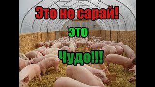 видео: Сарай для откорма свиней! Простой но функциональный сарай! Откорм свиней станет легче и проще! картинка: Сарай для откорма свиней! Простой но функциональный сарай! Откорм свиней станет легче и проще!
