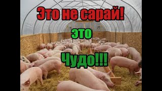 Сарай для откорма свиней! Простой но функциональный сарай! Откорм свиней станет легче и проще!