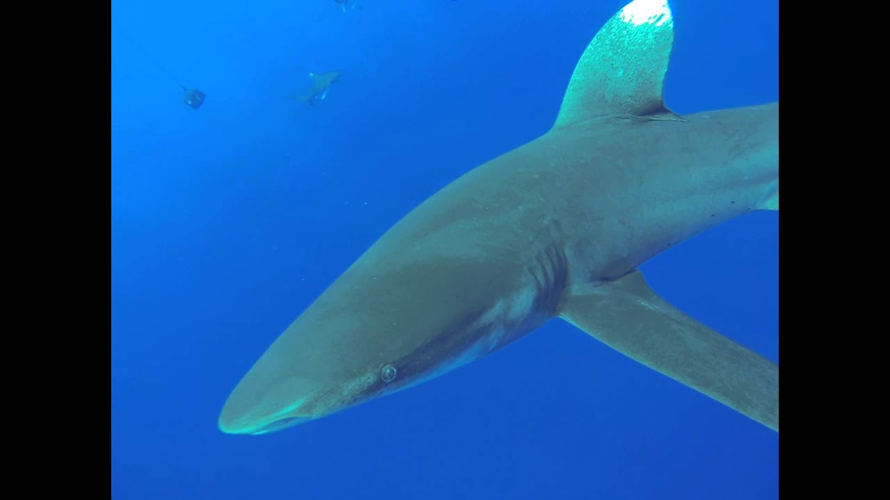ヨゴレ at Catisland in Bahama - YouTube