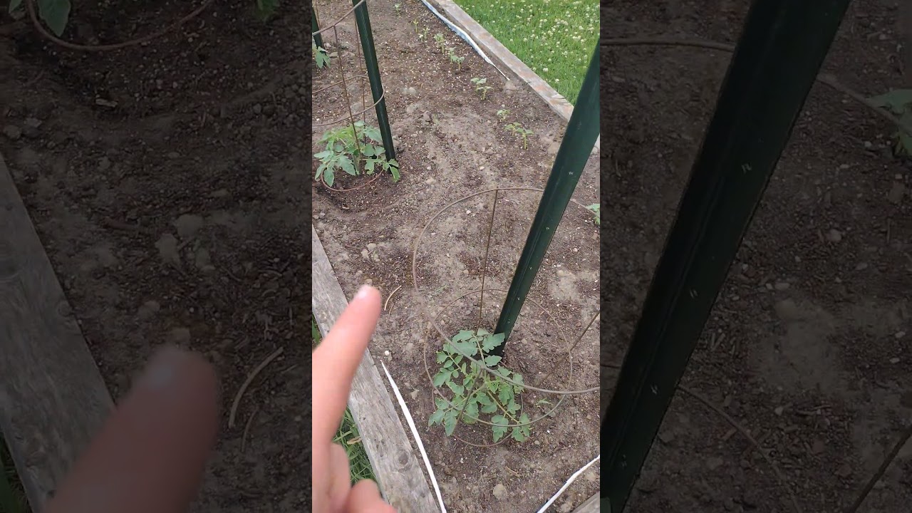 contrôle de la mauvaise herbe