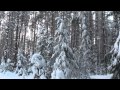 Зима в лесу. Закат и рассвет / Russian winter