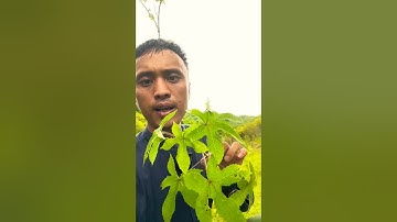 Bài thuốc Rắn Cắn này không thể bỏ qua