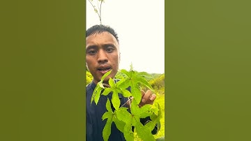 Bài thuốc Rắn Cắn này không thể bỏ qua