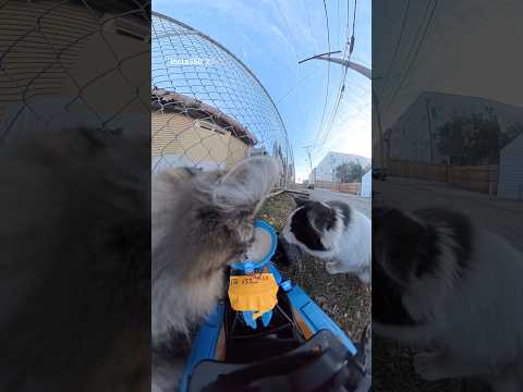 Built rc car for stray cats.helping cats in Denver , dm me if you know places where other stray cats