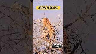 यही है जंगल की UnTold Story #shorts #tiger #animals #wildlife #safari #hunting #jungle #trending #yt
