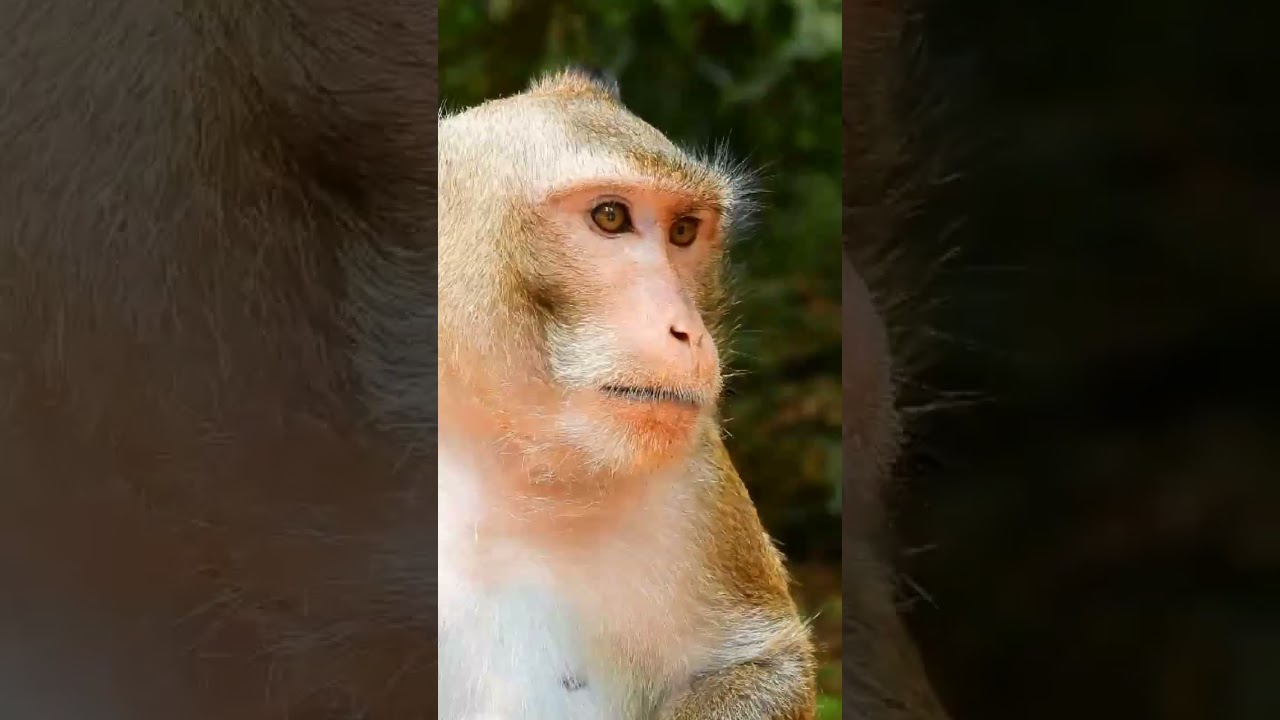 Monkey Grab In Cambodia Good All Monkeys In Khmer 875