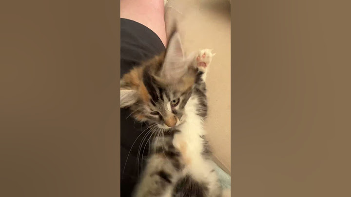 Video 2487741: cutecat norwegianforestcat, kitten norwegianforestcat, norwegianforestcat cat, cat funnycats kitten cutecat, cat kitten cutecat funny