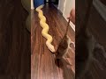 Feeding My Giant Burmese Python A Huge Rat! 🐀🐍 #snakefeeding #burmesepython #petsnake