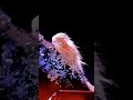 ROSГ Doing This Hair Flip In Ktlрџ Ґвќ пёЏ Requested ROSГ Doing This Hair Flip In Ktlрџ Ґвќ пёЏ Requested
