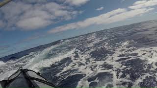 False Killer Whales showing off