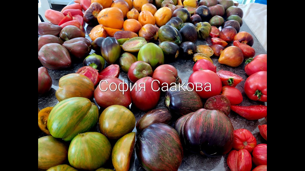 Обзор томатов моей селекции в разрезе 20 июля 2025г