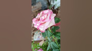 Rose online sale unboxing full video will upload soon