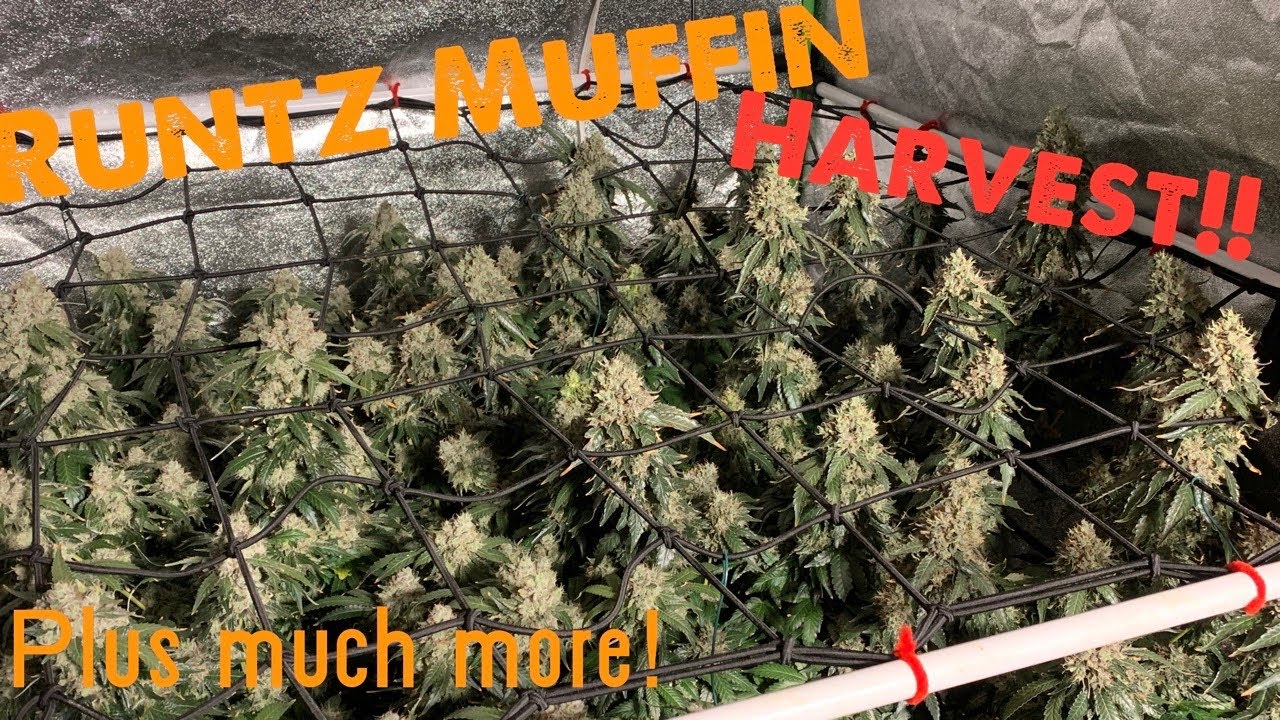 Обновление 1.11: Урожай Runtz Muffin собран, Mimosa Evo добавлена ​​в 4x4, Gorilla Glue Auto поса...