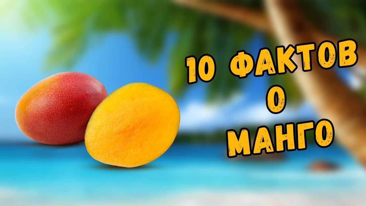 Полезные витамины манго. Интересные факты о манго. Манго интересные факты о фрукте. Манго удивительные факты. Манго интересные факты о фрукте для детей.