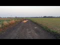Really Fast Dog - Labrador