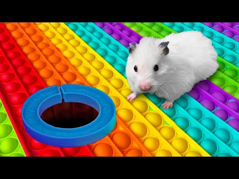 DIY Pop It Hamster Maze