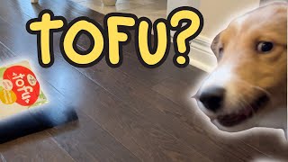 PUPPY ANGRY ABOUT TOFU BOX |  🐾 FUN MOMENTS