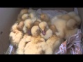 Little Baby Ducks - eating, sleeping, bathing.