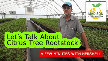 What Rootstock Will My Citrus Tree Be Grafted To? - Let