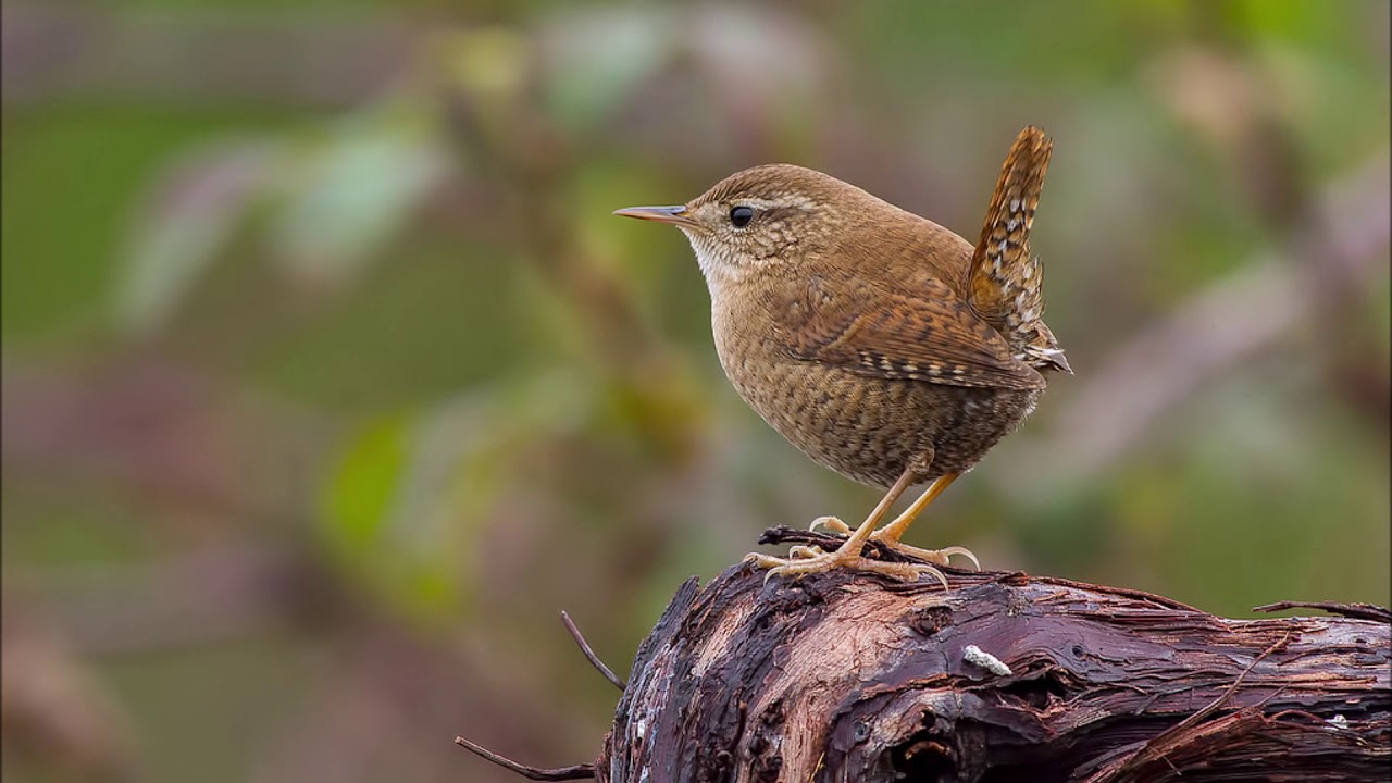 Canto dello Scricciolo - Richiamo