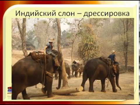Сколько весит слон