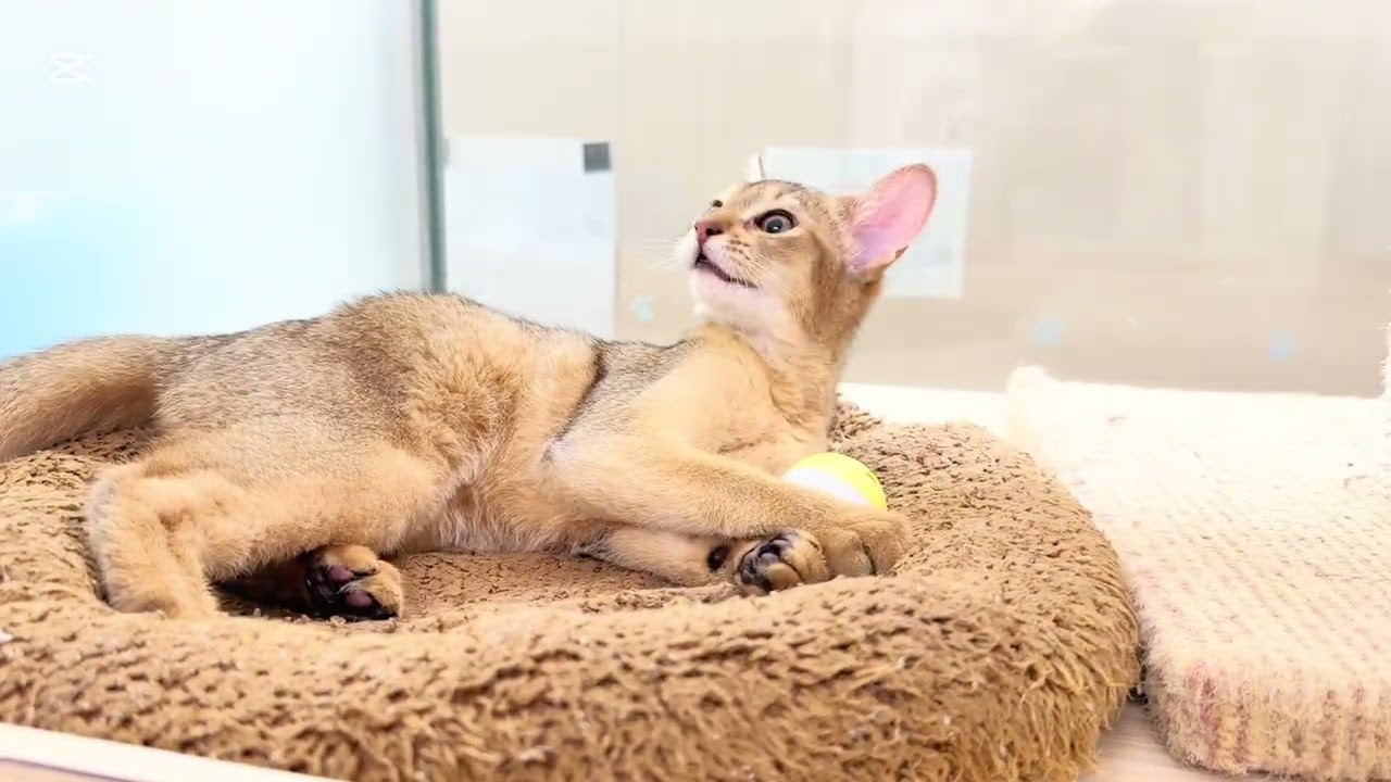 【 アビシニアン 】遊ぶことが大好き♡甘えん坊なルディの女の子♡