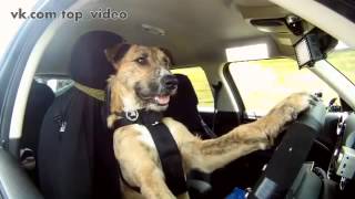 Собака за рулем! | ТОП ВИДЕО |