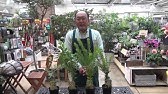 ミモザアカシアの育て方 カインズ花図鑑 Youtube ミモザアカシアの育て方 カインズ花図鑑 Youtube
