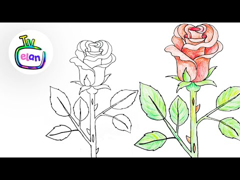 Jak nakreslit růži | How to draw a rose🌹