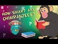 Chimpanzees Our Closest Relatives in the Animal Kingdom