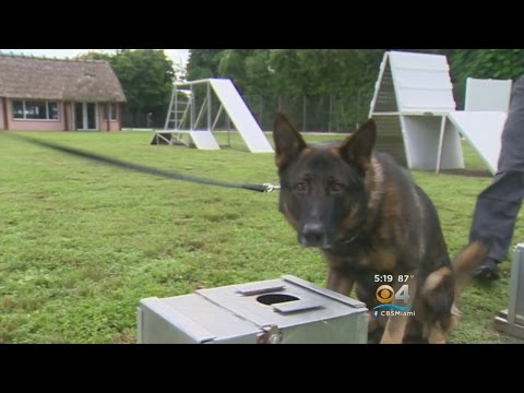 Watch: CBS4’s Look