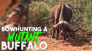 Josh Bowmar Bowhunts A MUTANT Cape Buffalo | BEAST BROADHEADS |