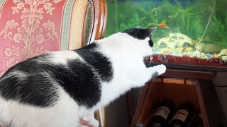 Poppy the cat looks at the colorful fish in the aquarium