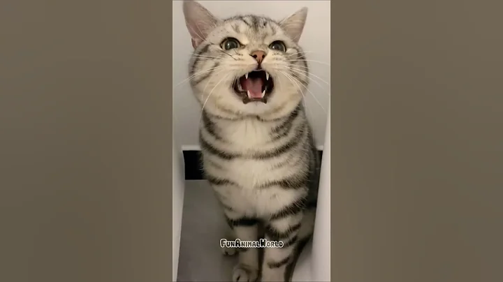 Watch the video about Funny Cats + Sweet Meows = Instant Happiness! 😹