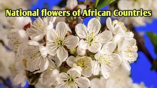 National Flowers of Africa Countries/ Scientific Name of Flowers by About World