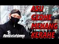 Asu Gedhe Menang Kerahe