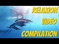 Compilation to get rid of stress and calming mind  part 1