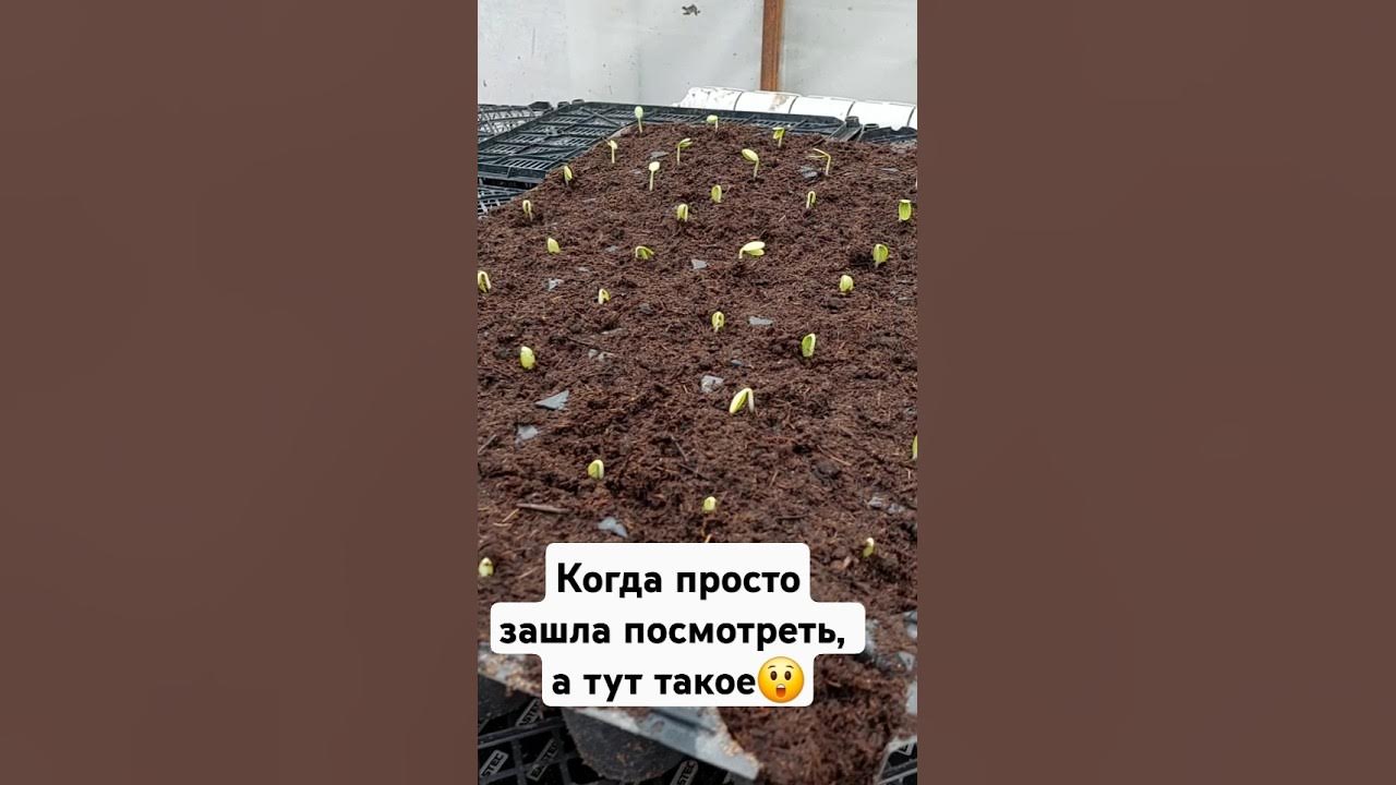 Огурцы сорт Артист.#огурцы #всходы#юмор - YouTube